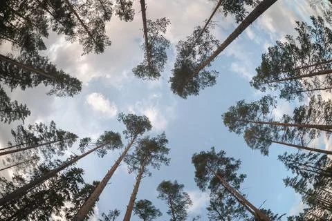 Tops of trees. Pine forest. Bottom view. Stock-Fotos