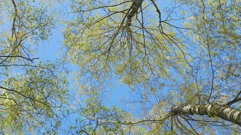 Tops of the trees in spring forest. Rotation of the sky Video stock 74433493