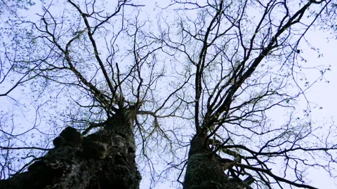 Tops of the trees in spring forest. Rotation of the sky. Slow motion. HD Stock Footage 92671711