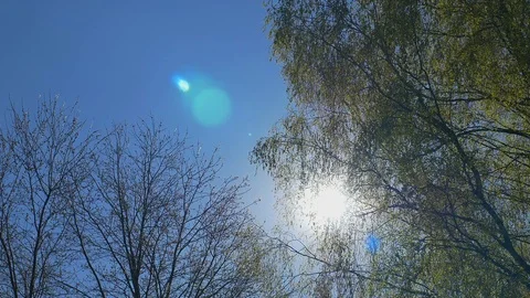 Tops of the trees in spring forest. Sunny weather Stock Footage