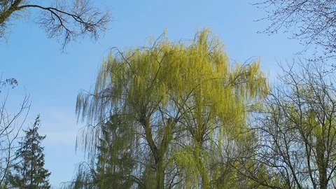 Tops of the trees in spring forest. Sunny weather Stock Footage 74435675