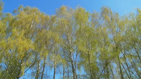 Tops of the trees in spring forest. Sunny weather. Vertical panning Stock Footage 74437375