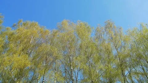 Tops of the trees in spring forest. Sunny weather Stock Footage 74437656