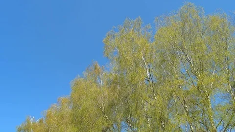 Tops of the trees in spring forest. Sunny weather Stock Footage 74438161