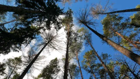 Tops of trees in summer day with blue sky and white clouds. Video stock 86238544