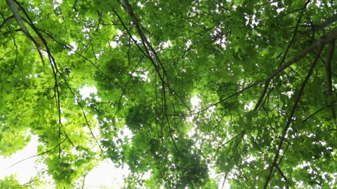 Tops of trees in summer day Stock Footage 96175982