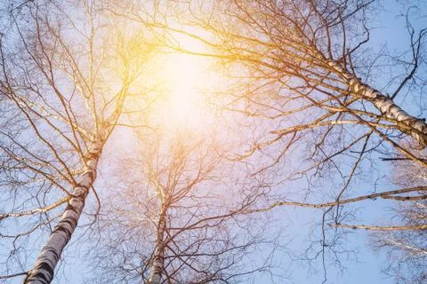 Tops of trees in sunlight Foto stock