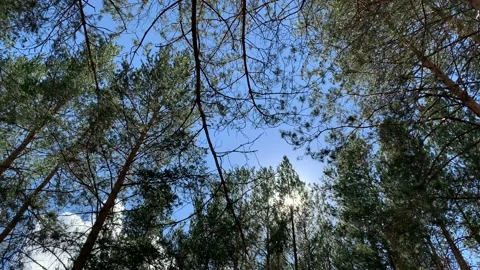 Tops of trees swaying in wind. Close up of pine forest. Stock-Footage 133832837