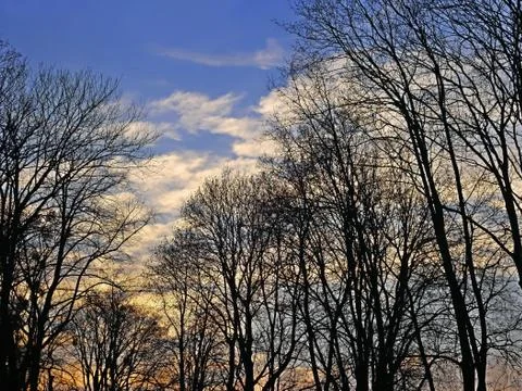 Tops of trees at twilight Stock Photos