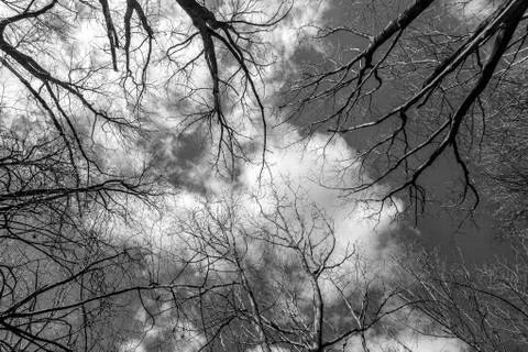 The tops of the trees on a white background 스톡 사진