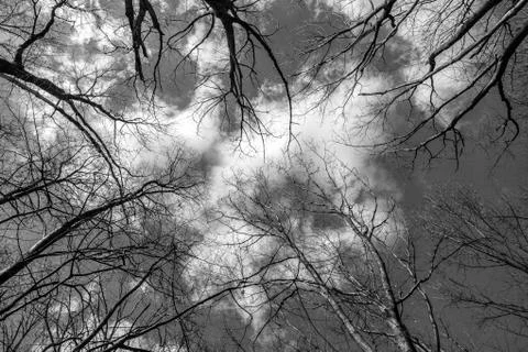 The tops of the trees on a white background 스톡 사진