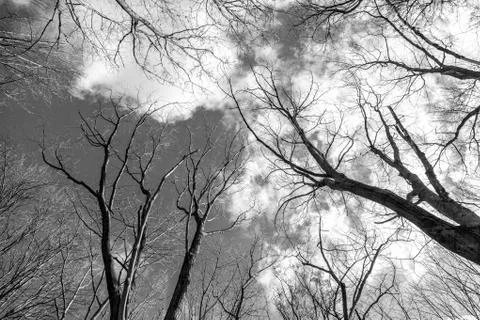 The tops of the trees on a white background Photos