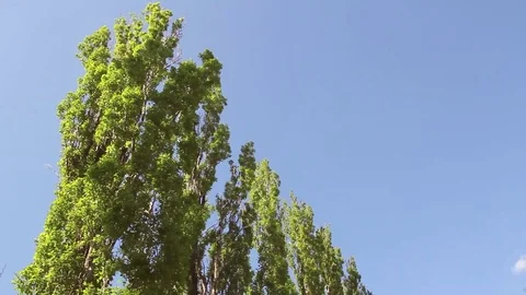 Tops of trees in the wind on a sunny day Stock-Footage 74481439
