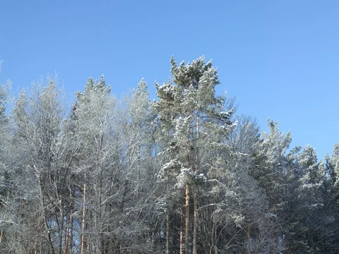 Tops of trees in the winter coniferous forest. Branches of pine and larches Stock Footage 84699449