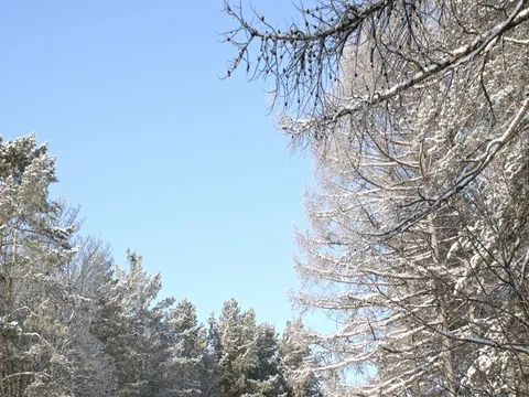 Tops of trees in the winter coniferous forest. Branches of pine and larches Stock Footage 84700108