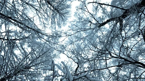 Tops of  trees in  winter Video stock 102865148
