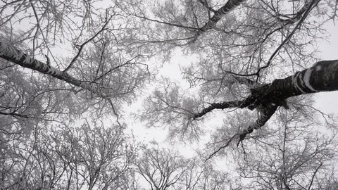 Tops of  trees in  winter Stock Footage 102865358