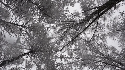 Tops of  trees in  winter Video stock 102865538