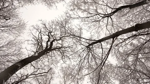 Tops of  trees in  winter Video stock 102865866