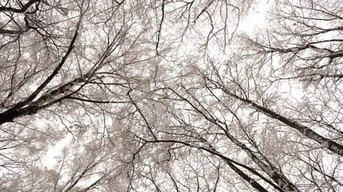 Tops of  trees in  winter Video stock 102866614