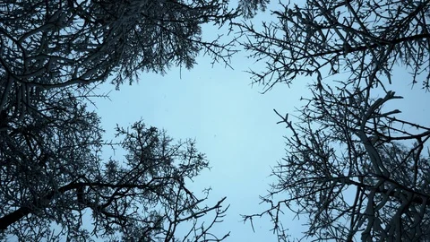 Tops of  trees in  winter Video stock 102867430