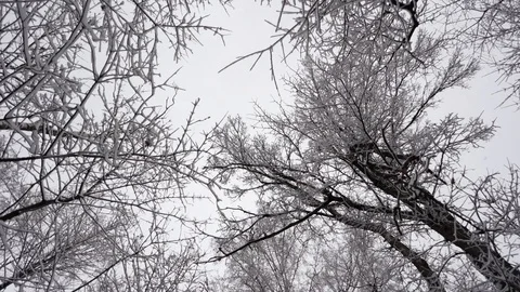 Tops of  trees in  winter Video stock 102868040