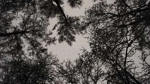 Tops of  trees in  winter Video stock 102868521