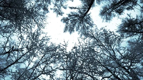 Tops of  trees in  winter Video stock 102906916