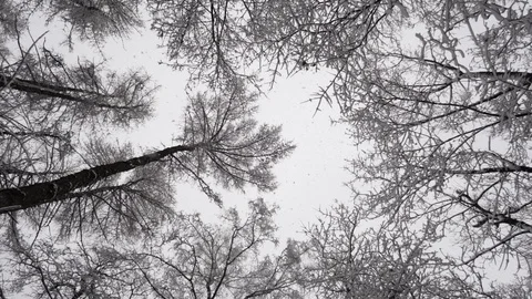 Tops of  trees in  winter Video stock 102907818