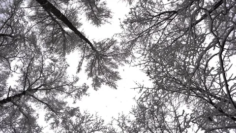 Tops of  trees in  winter Video stock 102908608