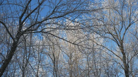 The tops of trees in the winter forest against the blue sky. Stock Footage 106721536