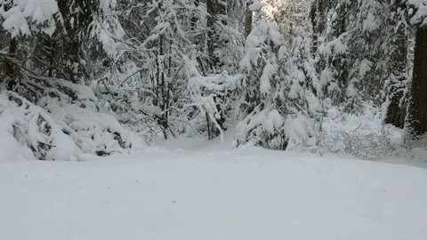 To the tops of trees in the winter forest Stock Footage 72598015