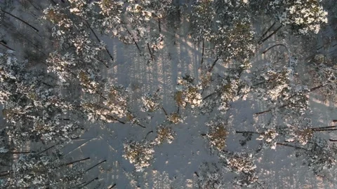 Tops of trees in winter forest Stock Footage 149022706