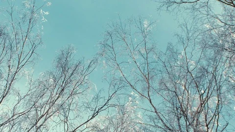 Tops of the trees in winter forest. Rotation of the sky Stock Footage 72652074