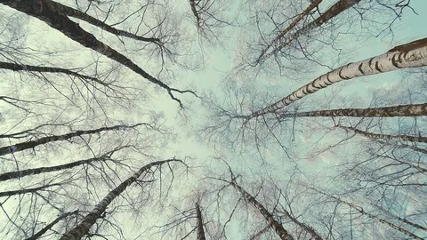 Tops of the trees in winter forest. Rotation of the sky Stock Footage 72653253