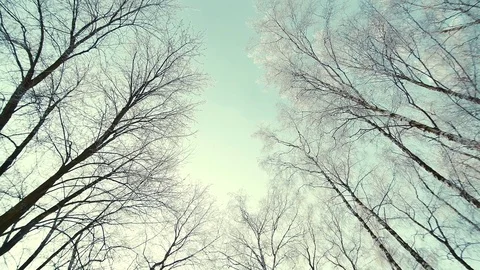 Tops of the trees in winter forest. Rotation of the sky Stock Footage 72653970