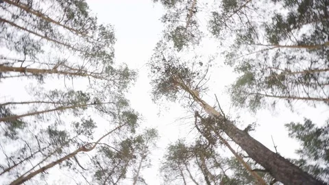 Tops of the trees in winter forest. Rotation of the sky. Stock Footage 88361090