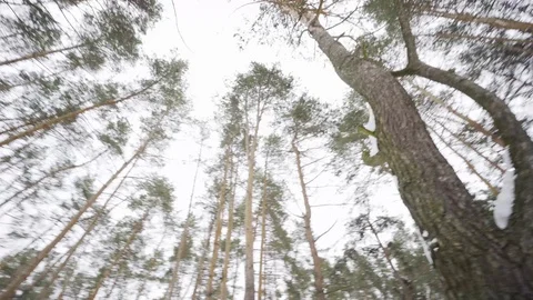 Tops of the trees in winter forest. Rotation of the sky. Video stock 88475139