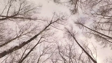 Tops of  trees in  winter forest. Tall pine trees stretch to  sky. Stock Footage 59211090