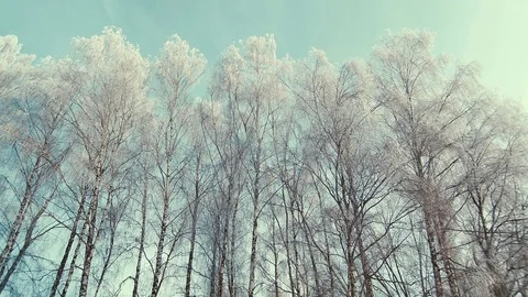 Tops of the trees in winter forest. Vertical panning Stock Footage 72654385