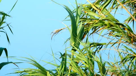 The tops of tropical palm trees against the sky with clouds Stock Footage
