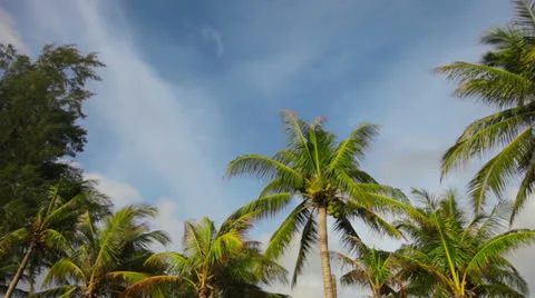 The tops of tropical trees on the seashore Video stock 26764293