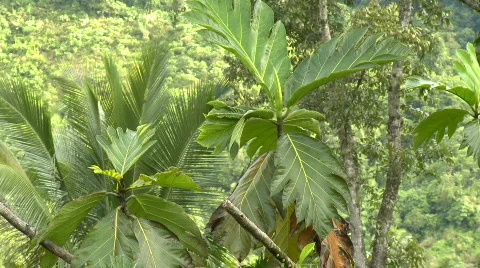 The tops of two palm/coconut trees Video stock 608812