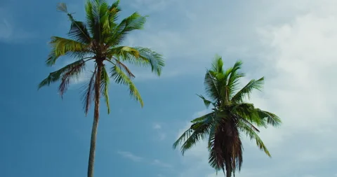 Tops of two tropical palm trees against blue sky with white clouds at sunny day Video stock 226833734