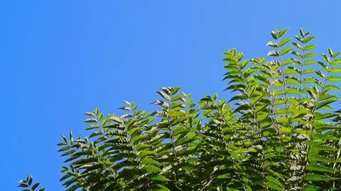 The tops of a walnut tree with young, fresh branches and large leaves flutt.. Stock Footage 340610972