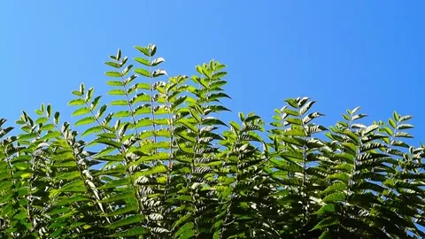 Tops of a walnut trees with young fresh branches and large leaves flutters .. Stock Footage 336676220