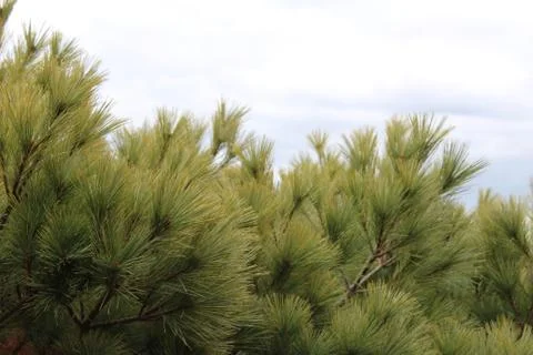 Tops of white pine trees against a cloudy sky Stock Photos