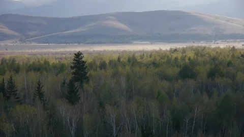 On the tops of wild pines Stock Footage 103437583