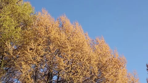 The tops of the yellow larch trees in the forest against the background Video stock 288077328
