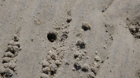Topsail Beach Fiddler Crabs 2 Stock Footage 108760210